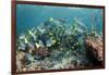 Yellowtail Surgeonfish, Galapagos Islands, Ecuador-Pete Oxford-Framed Photographic Print