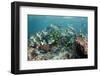 Yellowtail Surgeonfish, Galapagos Islands, Ecuador-Pete Oxford-Framed Photographic Print