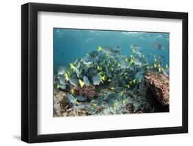 Yellowtail Surgeonfish, Galapagos Islands, Ecuador-Pete Oxford-Framed Photographic Print