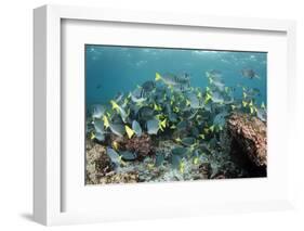 Yellowtail Surgeonfish, Galapagos Islands, Ecuador-Pete Oxford-Framed Photographic Print