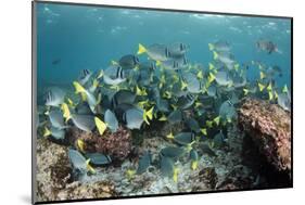 Yellowtail Surgeonfish, Galapagos Islands, Ecuador-Pete Oxford-Mounted Photographic Print