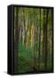 Yellowwood State Forest, Indiana, USA-Anna Miller-Framed Stretched Canvas