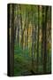 Yellowwood State Forest, Indiana, USA-Anna Miller-Stretched Canvas