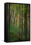 Yellowwood State Forest, Indiana, USA-Anna Miller-Framed Stretched Canvas