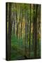 Yellowwood State Forest, Indiana, USA-Anna Miller-Stretched Canvas