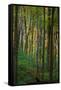 Yellowwood State Forest, Indiana, USA-Anna Miller-Framed Stretched Canvas