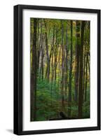 Yellowwood State Forest, Indiana, USA-Anna Miller-Framed Photographic Print