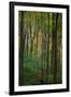 Yellowwood State Forest, Indiana, USA-Anna Miller-Framed Photographic Print