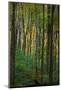 Yellowwood State Forest, Indiana, USA-Anna Miller-Mounted Photographic Print