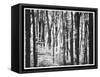 Yellowwood State Forest, Indiana, USA-Anna Miller-Framed Stretched Canvas