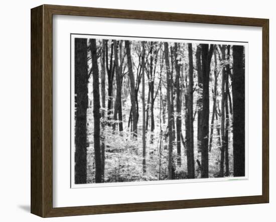 Yellowwood State Forest, Indiana, USA-Anna Miller-Framed Photographic Print