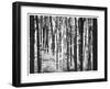 Yellowwood State Forest, Indiana, USA-Anna Miller-Framed Photographic Print