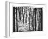 Yellowwood State Forest, Indiana, USA-Anna Miller-Framed Photographic Print