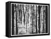 Yellowwood State Forest, Indiana, USA-Anna Miller-Framed Stretched Canvas