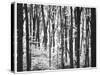 Yellowwood State Forest, Indiana, USA-Anna Miller-Stretched Canvas
