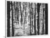 Yellowwood State Forest, Indiana, USA-Anna Miller-Stretched Canvas