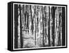 Yellowwood State Forest, Indiana, USA-Anna Miller-Framed Stretched Canvas