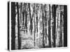 Yellowwood State Forest, Indiana, USA-Anna Miller-Stretched Canvas