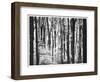 Yellowwood State Forest, Indiana, USA-Anna Miller-Framed Photographic Print