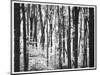 Yellowwood State Forest, Indiana, USA-Anna Miller-Mounted Photographic Print