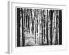 Yellowwood State Forest, Indiana, USA-Anna Miller-Framed Photographic Print