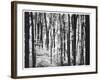 Yellowwood State Forest, Indiana, USA-Anna Miller-Framed Photographic Print