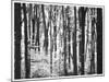 Yellowwood State Forest, Indiana, USA-Anna Miller-Mounted Photographic Print