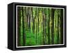 Yellowwood State Forest, Indiana, USA-Anna Miller-Framed Stretched Canvas