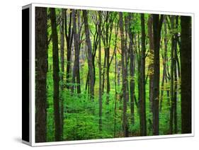 Yellowwood State Forest, Indiana, USA-Anna Miller-Stretched Canvas