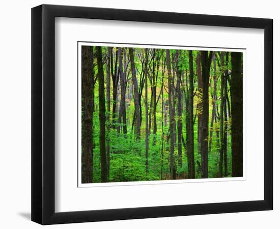 Yellowwood State Forest, Indiana, USA-Anna Miller-Framed Photographic Print