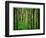 Yellowwood State Forest, Indiana, USA-Anna Miller-Framed Photographic Print