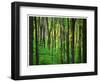 Yellowwood State Forest, Indiana, USA-Anna Miller-Framed Photographic Print