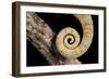 Yemen Chameleon (Chameleon Calyptratus), captive, Yemen, Middle East-Janette Hill-Framed Photographic Print