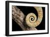 Yemen Chameleon (Chameleon Calyptratus), captive, Yemen, Middle East-Janette Hill-Framed Photographic Print