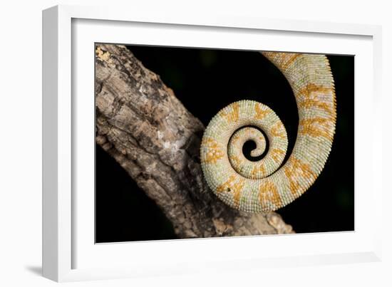 Yemen Chameleon (Chameleon Calyptratus), captive, Yemen, Middle East-Janette Hill-Framed Photographic Print