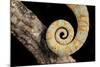 Yemen Chameleon (Chameleon Calyptratus), captive, Yemen, Middle East-Janette Hill-Mounted Photographic Print