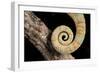 Yemen Chameleon (Chameleon Calyptratus), captive, Yemen, Middle East-Janette Hill-Framed Premium Photographic Print