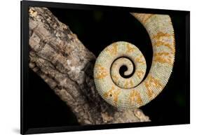 Yemen Chameleon (Chameleon Calyptratus), captive, Yemen, Middle East-Janette Hill-Framed Photographic Print
