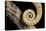 Yemen Chameleon (Chameleon Calyptratus), captive, Yemen, Middle East-Janette Hill-Stretched Canvas