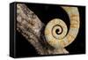 Yemen Chameleon (Chameleon Calyptratus), captive, Yemen, Middle East-Janette Hill-Framed Stretched Canvas