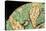 Yemen Chameleon (Chameleon Calyptratus), captive, Yemen, Middle East-Janette Hill-Stretched Canvas