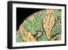 Yemen Chameleon (Chameleon Calyptratus), captive, Yemen, Middle East-Janette Hill-Framed Photographic Print