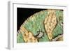 Yemen Chameleon (Chameleon Calyptratus), captive, Yemen, Middle East-Janette Hill-Framed Photographic Print