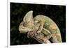 Yemen Chameleon (Chameleon Calyptratus), captive, Yemen, Middle East-Janette Hill-Framed Photographic Print