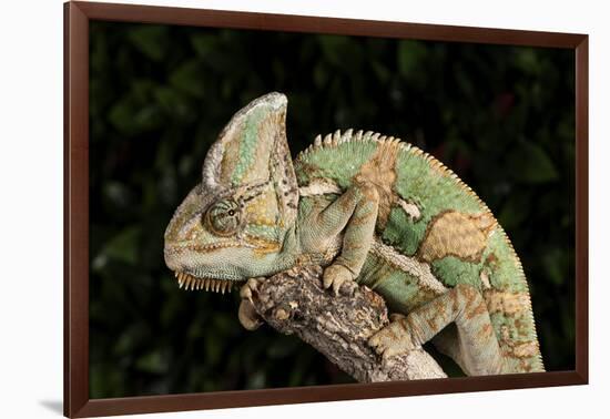 Yemen Chameleon (Chameleon Calyptratus), captive, Yemen, Middle East-Janette Hill-Framed Photographic Print