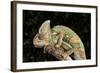 Yemen Chameleon (Chameleon Calyptratus), captive, Yemen, Middle East-Janette Hill-Framed Photographic Print