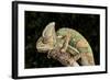 Yemen Chameleon (Chameleon Calyptratus), captive, Yemen, Middle East-Janette Hill-Framed Photographic Print