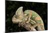 Yemen Chameleon (Chameleon Calyptratus), captive, Yemen, Middle East-Janette Hill-Mounted Photographic Print