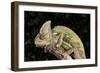 Yemen Chameleon (Chameleon Calyptratus), captive, Yemen, Middle East-Janette Hill-Framed Photographic Print