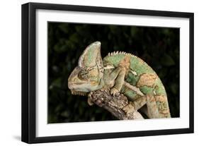 Yemen Chameleon (Chameleon Calyptratus), captive, Yemen, Middle East-Janette Hill-Framed Photographic Print